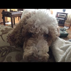 Meet your Posher, Tia